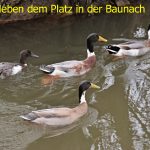 Enten