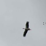 IMG_7846